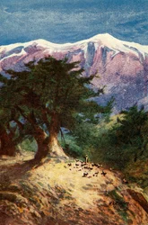 Cedros do Líbano - Matt. xii. 33, c1924. Criadores: James Clark, Henry A Harper.