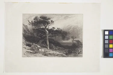 Cedros antigos, Coast Of Maine (tinta, caneta, lápis)