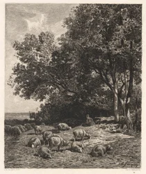 Pastoreio de ovelhas