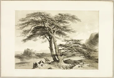 Cedros do Líbano, de O Parque e a Floresta
