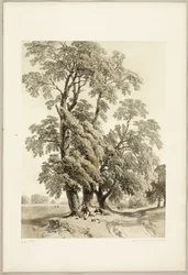 Elm, de O Parque e a Floresta