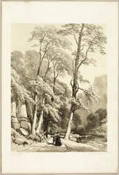 Sycamore, do Parque e da Floresta