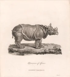Rinoceronte de África