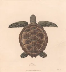 Tartaruga