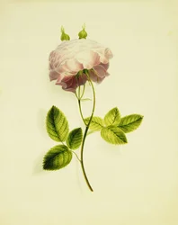 Uma Rosa Rosa,