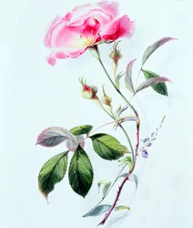 Uma rosa