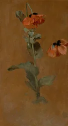 Estudo de Papoulas, 1832 (óleo e lápis a bordo) (pós conservação)