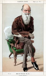 Seleção Natural, 1871.