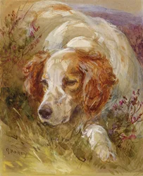 Um Spaniel (wc e bodycolour no papel)