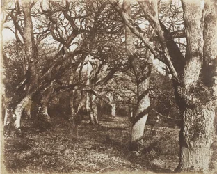 Uma espiada em Leigh Woods, 1853-56.