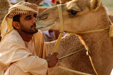 Um omanense beija o seu camelo de olhar meigo na corrida de camelos do Dia Nacional. Distrito de Al Falaj...