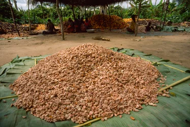 Uma grande pilha de favas de cacau (Género: Theobroma, espécie: cacau), que já foram ad...