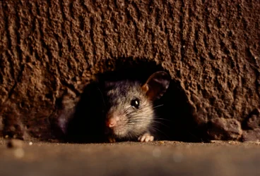 Grandes planos de ratos castanhos comuns, attus norvegicus