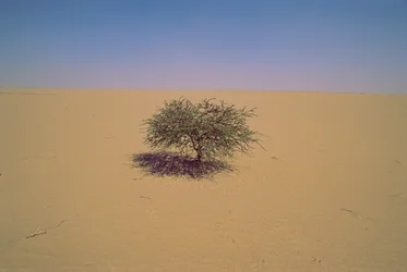 Árvore isolada num deserto do Níger, em África. Talvez "Arbre du Tenere" ou "gr...