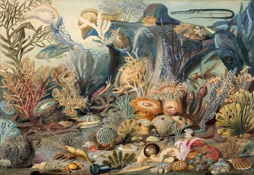 Vida Oceânica. Criadores: James M. Sommerville, Christian Schussele.