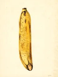 Banana (Musa) (aguarela)