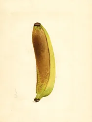 Banana (Musa) (aguarela)