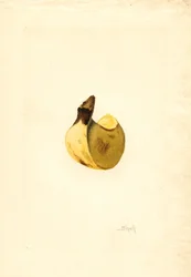 Banana (Musa) (aguarela)