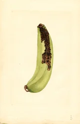 Banana (Musa) (aguarela)