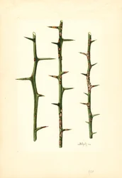 Cancro dos citrinos no caule de uma laranjeira (Poncirus trifoliata) (aguarela)