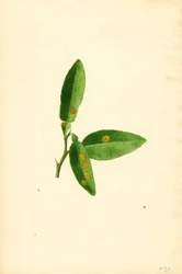 Folha de laranjeira (Citrus aurantium) doente (aguarela)