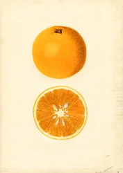 Laranjas de Homosassa ( Citrus sinensis) (aguarela)