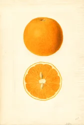 Laranjas de Jaffa (Citrus sinensis) (aguarela)