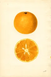 Laranjas de Maiorca ( Citrus sinensis) (aguarela)