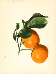 Laranjas (Citrus aurantium: Sour x 2/3) (aguarela)
