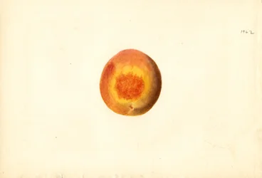 Pêssego ( Prunus persica: Elberta) (aguarela)
