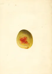 Pêssego ( Prunus persica: Elberta) (aguarela)