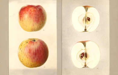 Maçãs de junho de Wilson (Malus domestica) (aguarela)