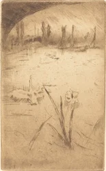 Cisne e Íris