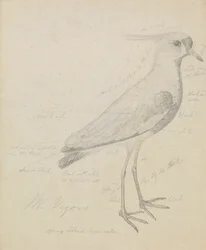 Um Lapwing