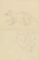 Um Mamífero (coatimundi?) e um Primata (Marmoset?). Um Coatimundi e um Titismo de Leão
