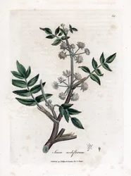 Ache falso agrião de água - Pastinaca de água rasteira, Sium nodiflorum. Gravura em chapa de cobre colorida à mão a partir de uma ilustração botânica de James Sowerby de William Woodville e Sir William Jackson Hooker