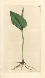 Língua de Adder, Ophioglossum vulgatum (Ophioglossum) Gravação em chapa de cobre colorida à mão depois de uma ilustração de James Sowerby da revista inglesa Botany de James Smith, Londres