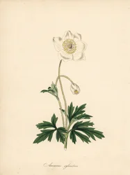 Anémona das brocas - Anémona da gota de neve, Anémona sylvestris. Extraído de uma ilustração de James Sowerby na "Botanical Magazine" de William Curtis. Zincógrafo colorido à mão por C. Chabot desenhado por M. A. Burnett a partir da sua "Plantae Utiliores:
