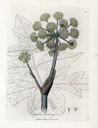 Angelique true ou officinal ou archangelique - Garden angelica, Angelica archangelica archangelica. Gravura em chapa de cobre colorida à mão a partir de uma ilustração botânica de James Sowerby de William Woodville e Sir William Jackson Hooker
