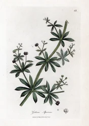 Açúcar de anis ou scatteron - Clareadores ou erva de ganso, Calium aparine. Gravura em chapa de cobre colorida à mão a partir de uma ilustração botânica de James Sowerby de William Woodville e Sir William Jackson Hooker