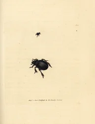 Escaravelho de Afodius arenarius (Scarabaeus ovalis). Gravura em chapa de cobre colorida à mão por James Sowerby de The British Miscellany, ou figuras coloridas de novos, raros, ou pouco conhecidos sujeitos animais.