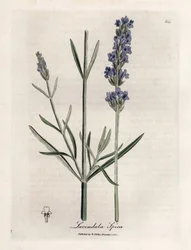 Alfazema apic. Gravura em cobre colorido à mão a partir de um desenho de James Sowerby (1757-1822), em Botanique Medicinale