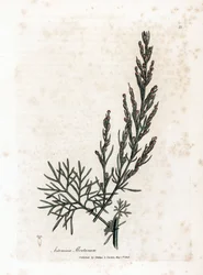 Aurona ou erva-limão ou erva-salvada - Southernwood, Artemisia abrotanum. Gravura em chapa de cobre colorida à mão a partir de uma ilustração botânica de James Sowerby de William Woodville e Sir William Jackson Hooker