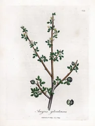 Bálsamo de Meca ou Bálsamo de Galaad - Bálsamo de Meca, Commiphora gileadensis. Gravura em chapa de cobre colorida à mão a partir de uma ilustração botânica de James Sowerby de William Woodville e Sir William Jackson Hooker