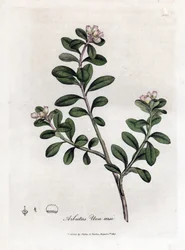 Uva de urso ou uva-ursi - Árvore de arrastamento ou uva-ursi, Arctostaphylos uva-ursi. Gravura em chapa de cobre colorida à mão a partir de uma ilustração botânica de James Sowerby de William Woodville e Sir William Jackson Hooker