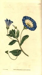 Lindo dia ou bindweed tricolor - Bindweed pequeno, Convolvulus tricolor. Gravura e ilustração botânica de James Sowerby da revista The Botanical Magazine de William Curtis, Lambeth Marsh, Londres