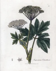 Benjoim ou Imperatoria - Mamífero comum, Imperatoria ostruthium. Gravura em chapa de cobre colorida à mão a partir de uma ilustração botânica de James Sowerby de William Woodville e Sir William Jackson Hooker