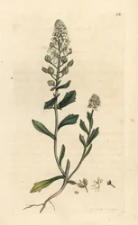 Bitter candytuft, Iberis amara. Gravura em chapa de cobre colorida à mão depois de uma ilustração de James Sowerby, de James Smith