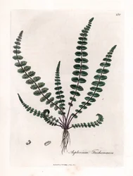 Doradilla preta ou falso capilar (samambaia) - samambaia ou baço comum, Asplenium trichomanes. Gravura em chapa de cobre colorida à mão a partir de uma ilustração botânica de James Sowerby de William Woodville e Sir William Jackson Hooker