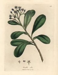 Canela de flor azul, Canella alba, Canella winterana